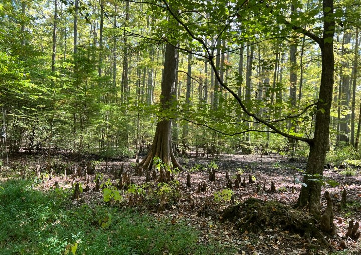 Herp Habitat